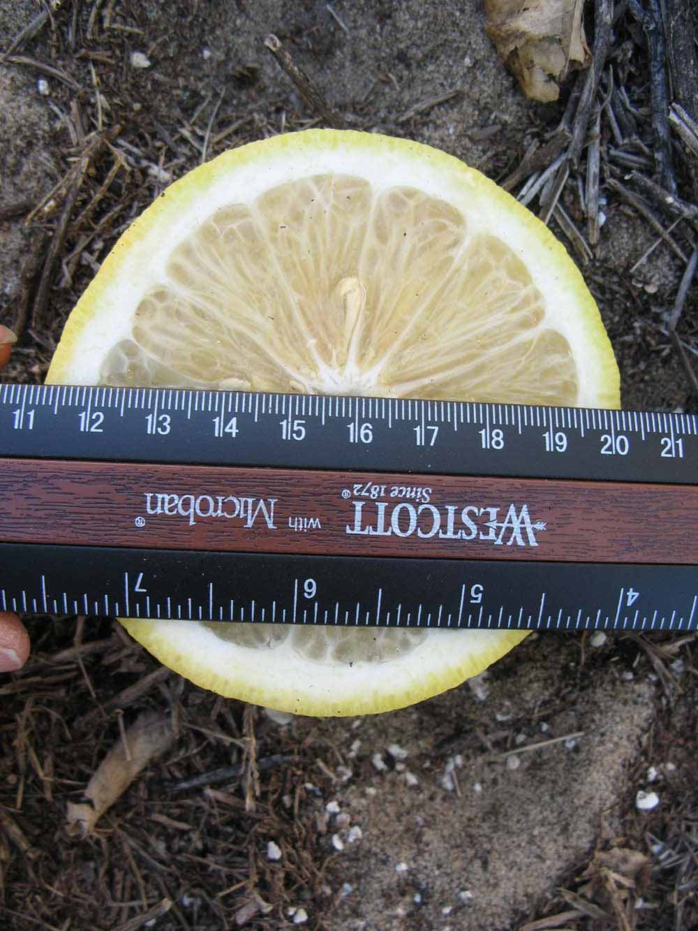              Fruit cross-section (Winter Haven, FL)       